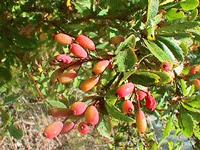 Beeren